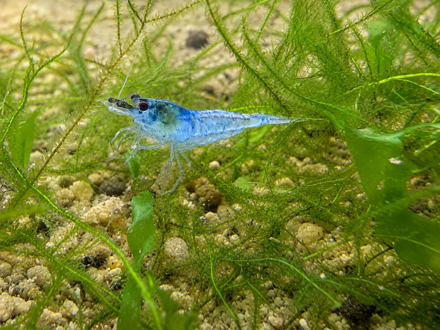 FRESHWATER SHRIMP