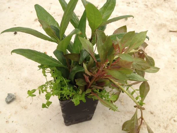 PLANTS - LOW MAINTENANCE BUNCHES